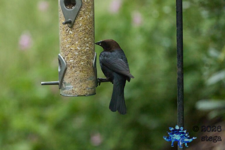 Brown-headed Cowbird