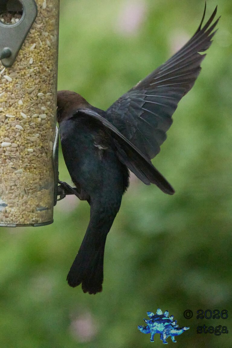 Brown-headed Cowbird