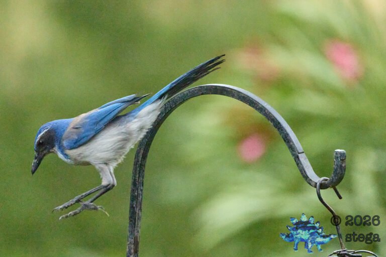 California Scrub Jay