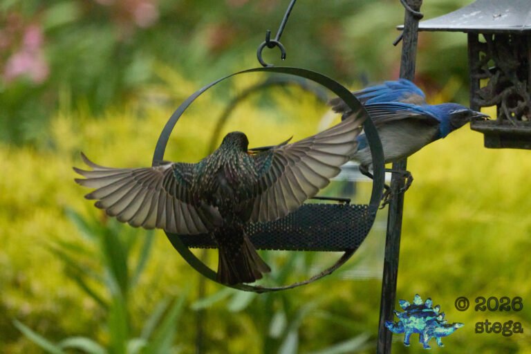 European Starling