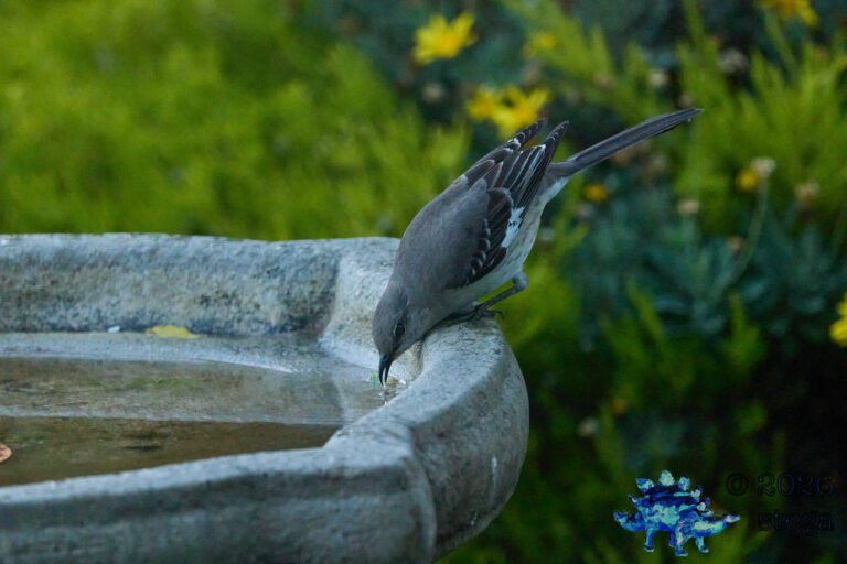 Northern Mockingbird