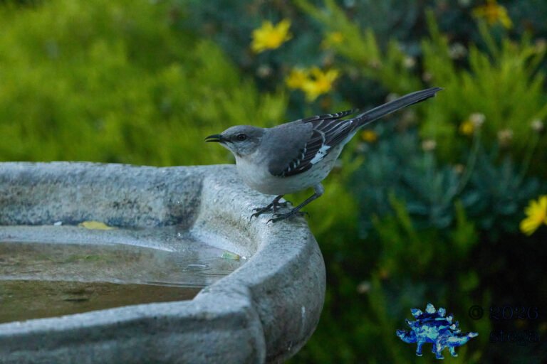 Northern Mockingbird