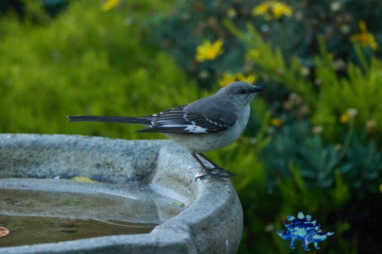 Northern Mockingbird