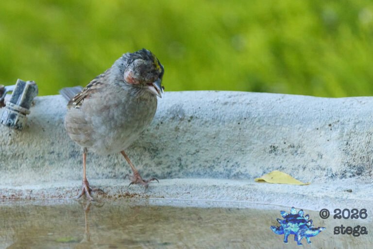 Gold-Crowned Sparrow, Injury
