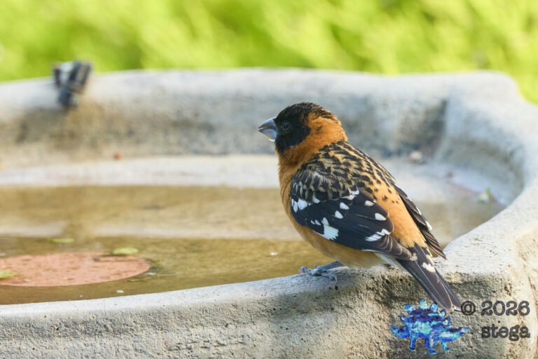 Black-headed Grosbeak