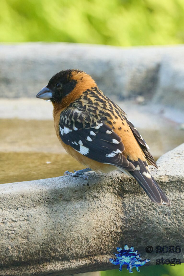 Black-headed Grosbeak
