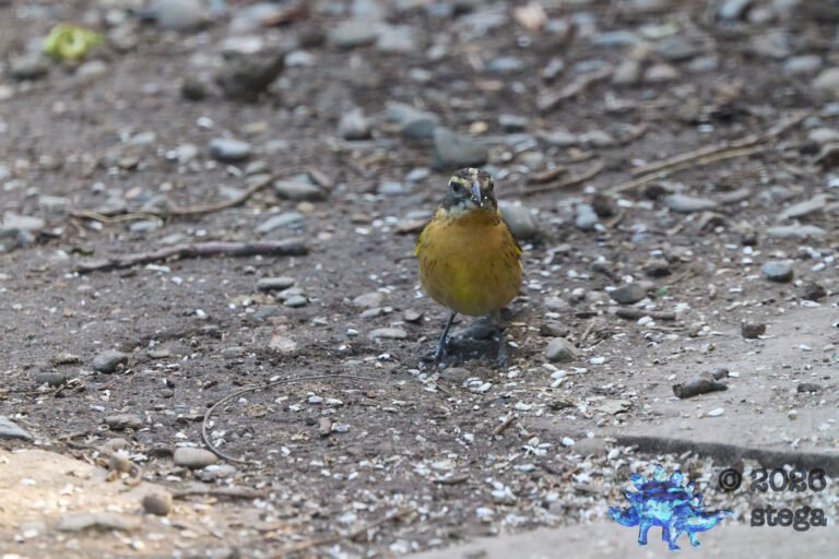 Black-headed Grosbeak