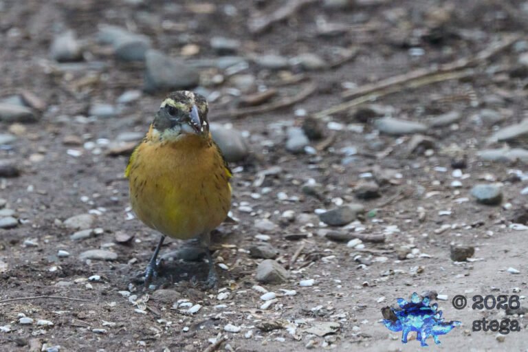 Black-headed Grosbeak