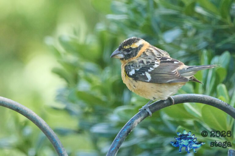 Black-headed Grosbeak