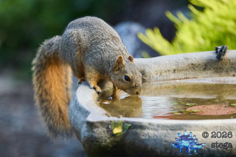 Fox Squirrel
