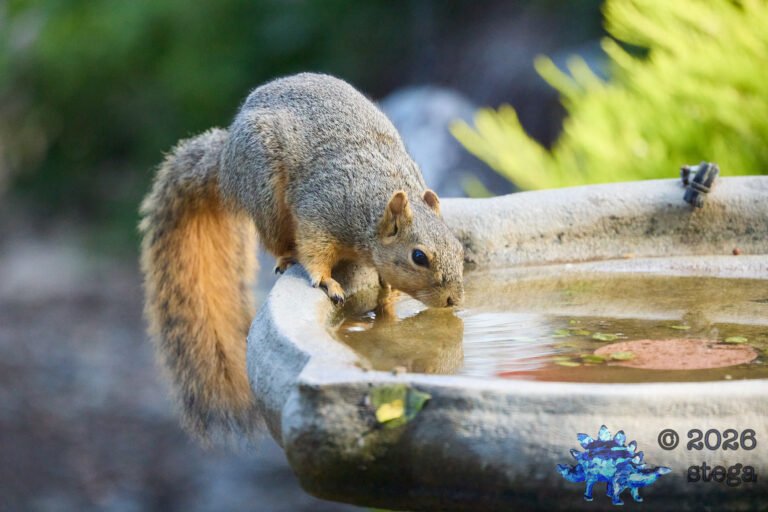 Fox Squirrel