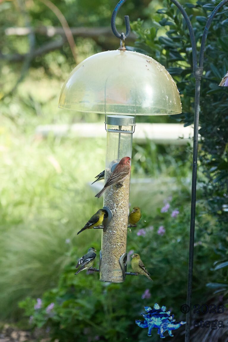 House Finch, Lesser Goldfinch