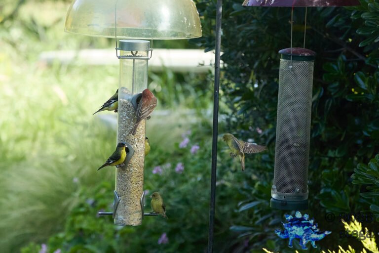 House Finch, Lesser Goldfinch