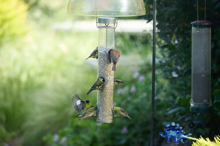 House Finch, Lesser Goldfinch