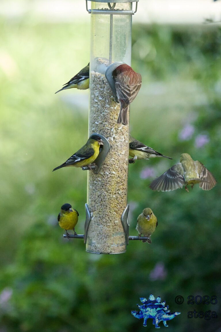 House Finch, Lesser Goldfinch
