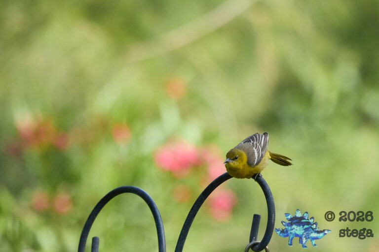 Hooded Oriole