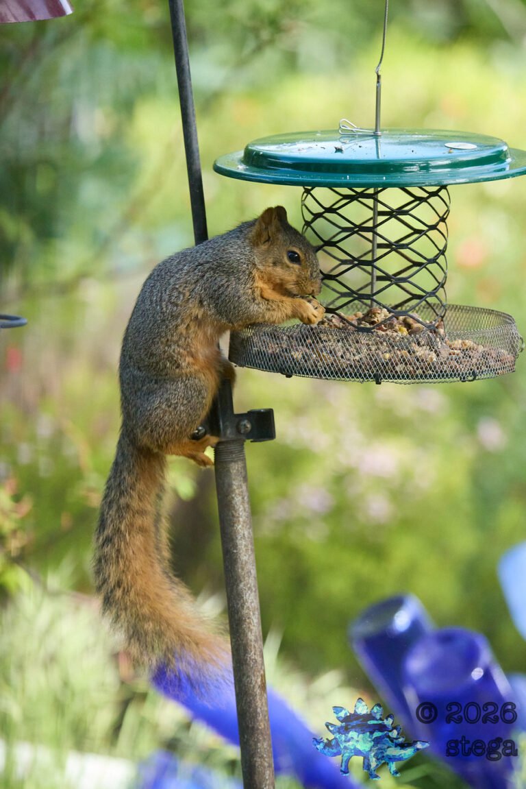 Fox Squirrel