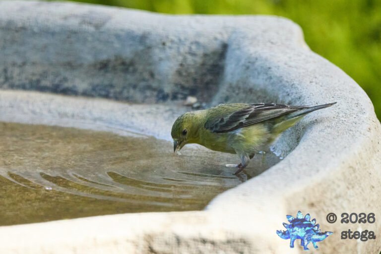 Lesser Goldfinch