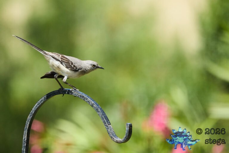 Northern Mockingbird