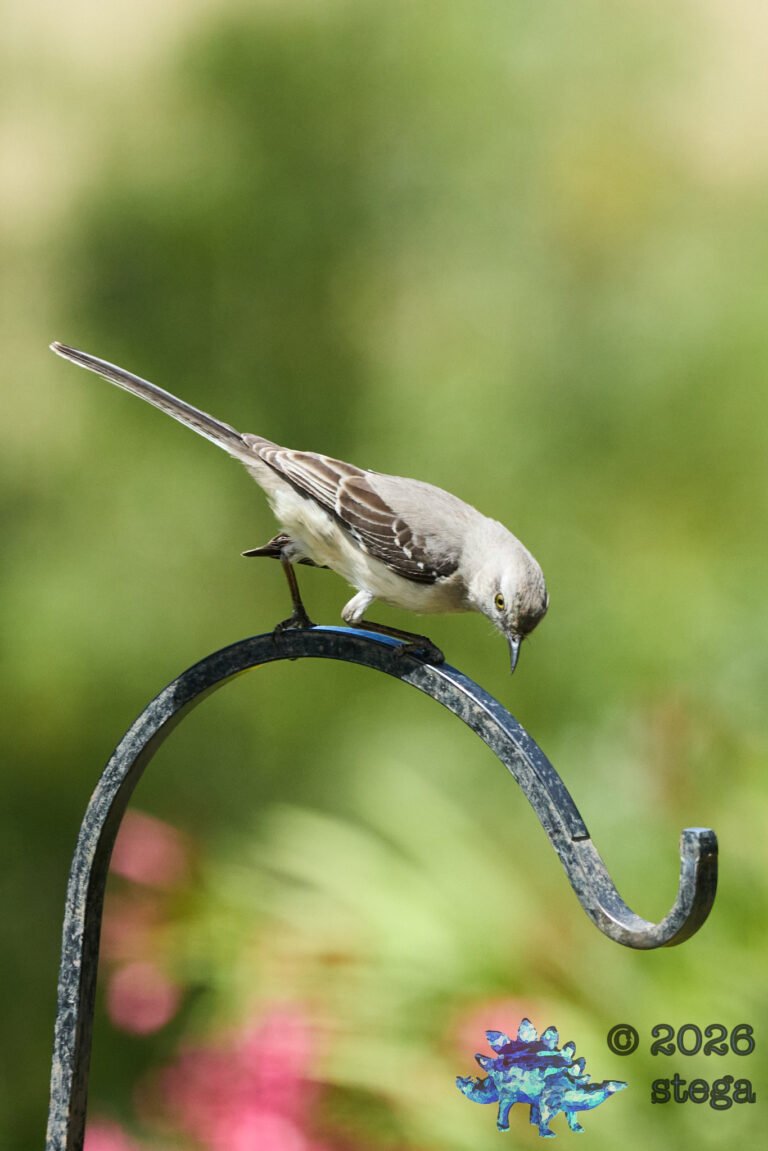 Northern Mockingbird
