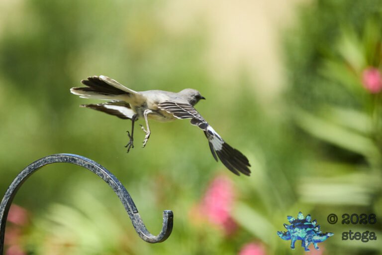 Northern Mockingbird