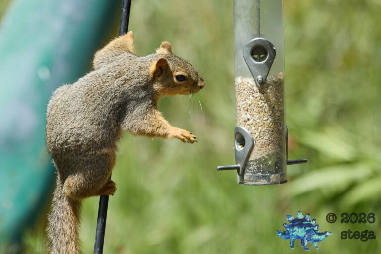 Fox Squirrel