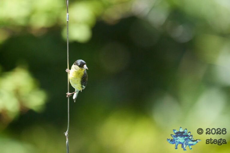 Lesser Goldfinch