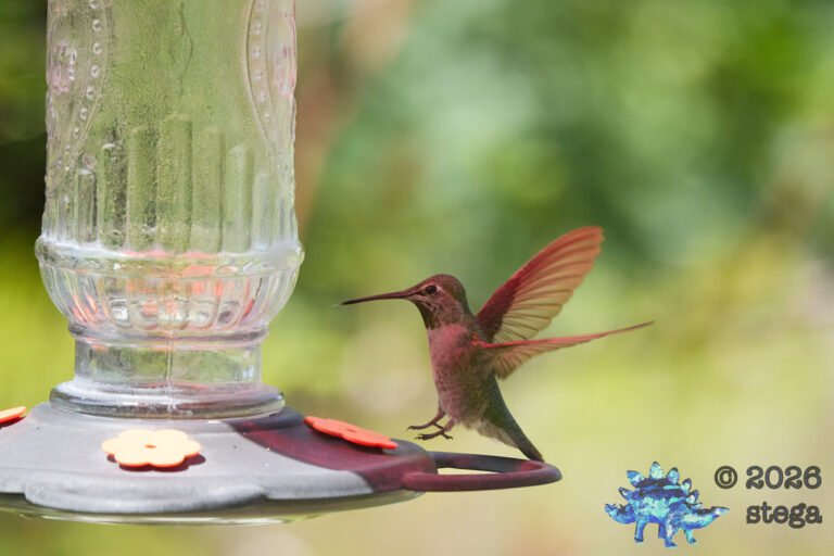Anna’s Hummingbird