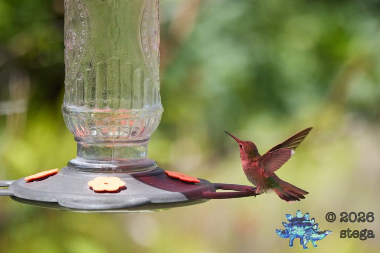 Anna’s Hummingbird