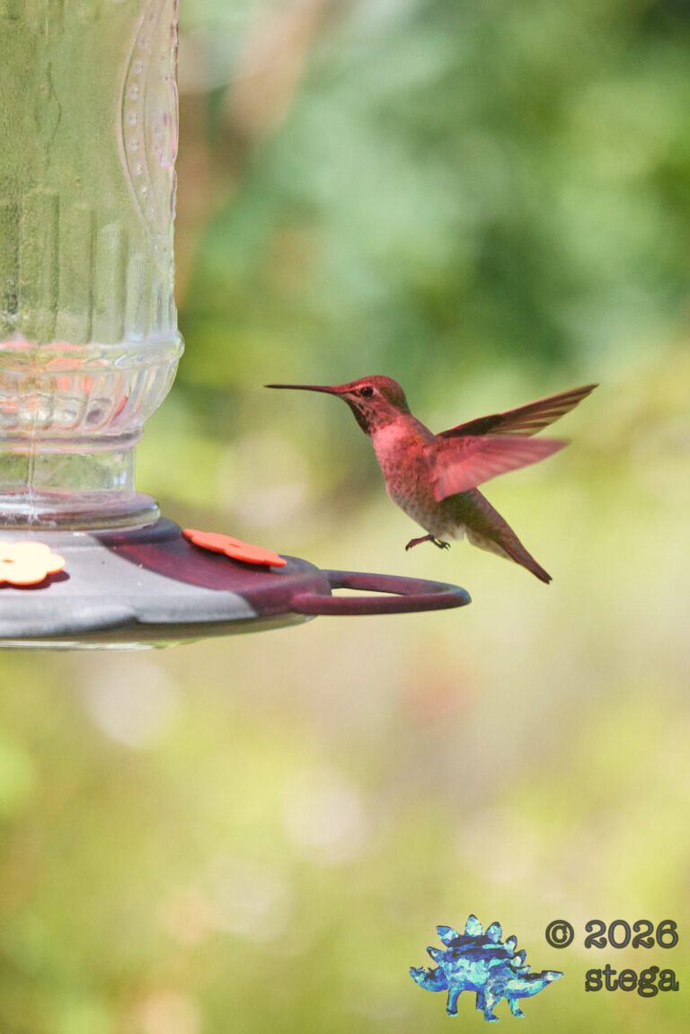 Anna’s Hummingbird