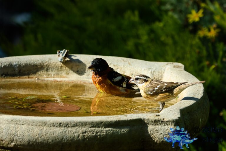 Black-headed Grosbeak