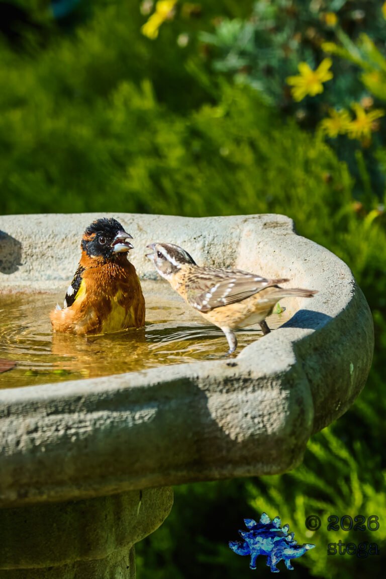 Black-headed Grosbeak