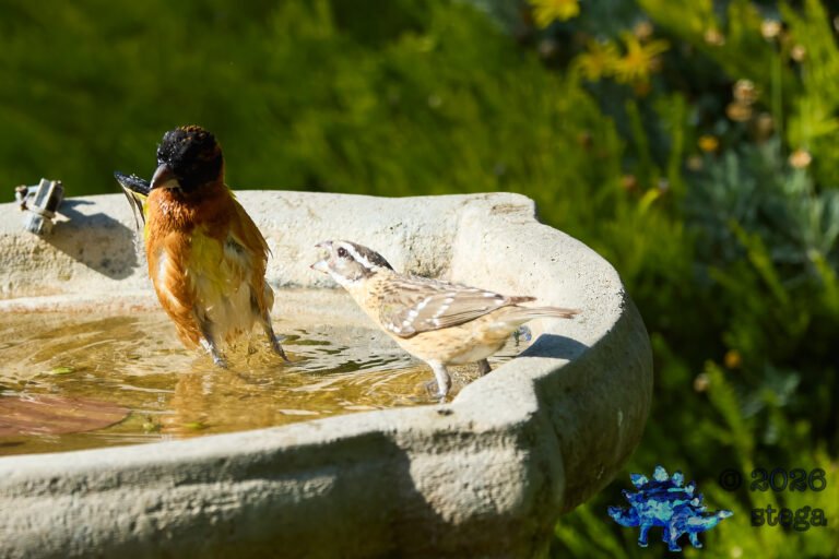 Black-headed Grosbeak
