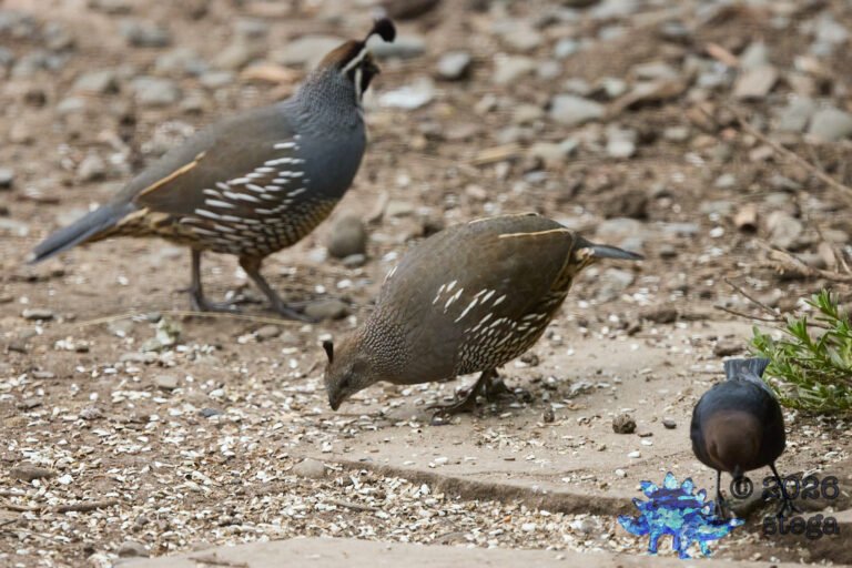 California Quail