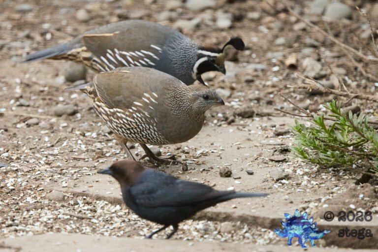 California Quail