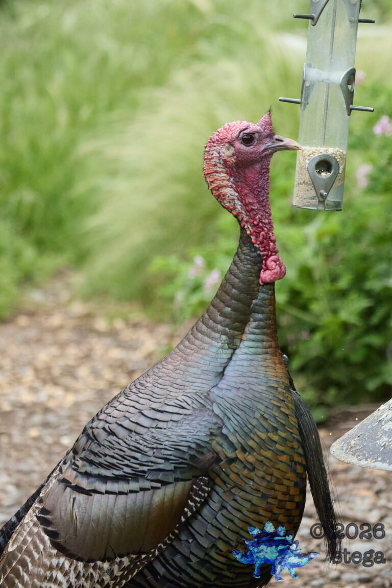 Turkey