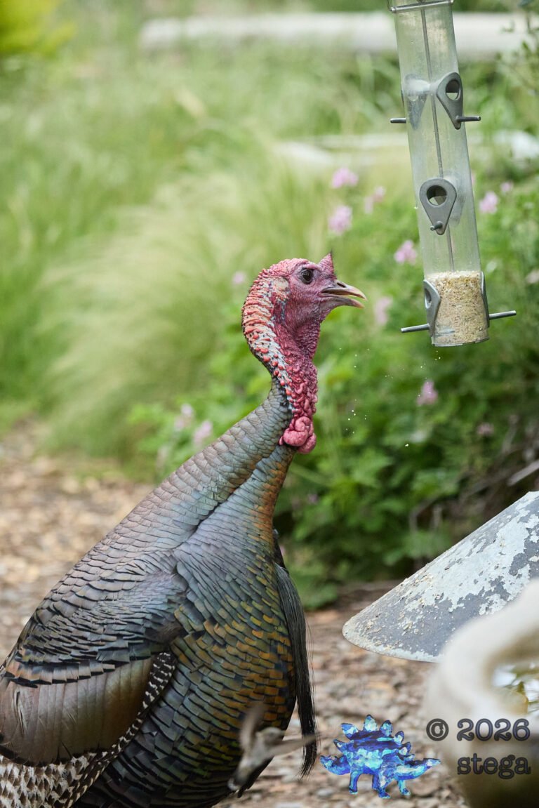 Turkey