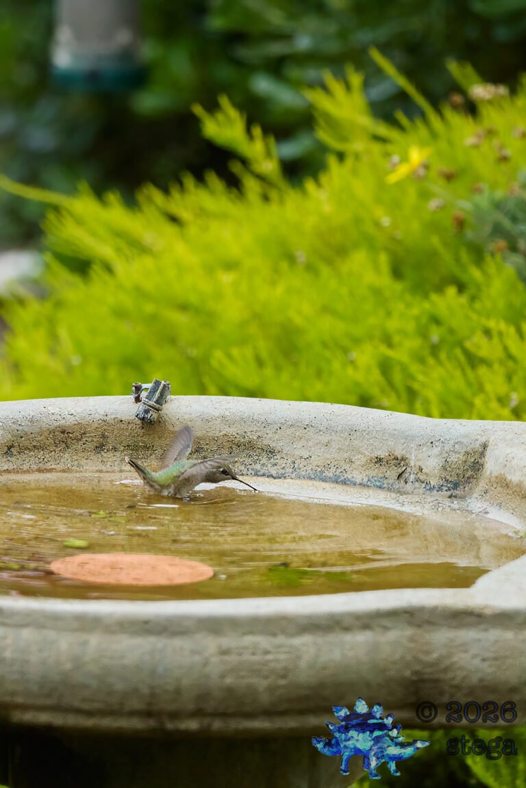 Allen’s Hummingbird