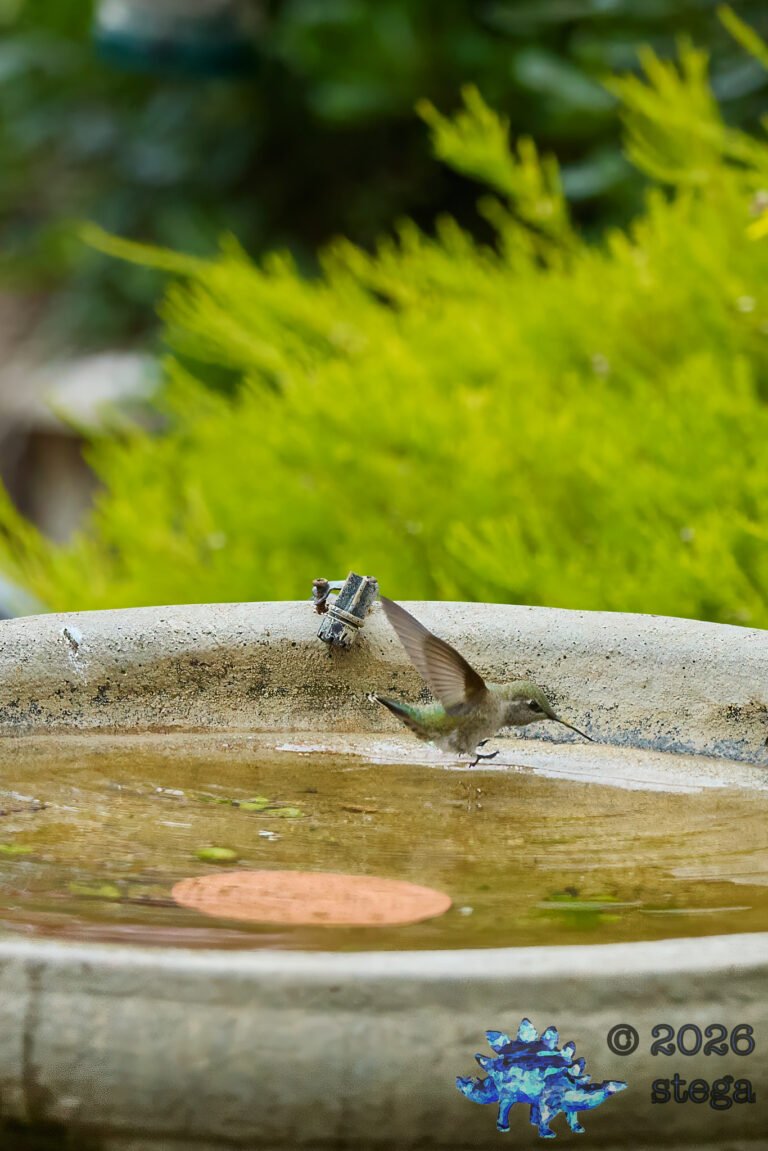 Allen’s Hummingbird