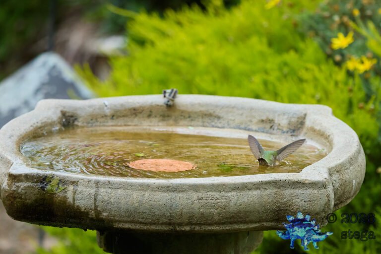 Allen’s Hummingbird