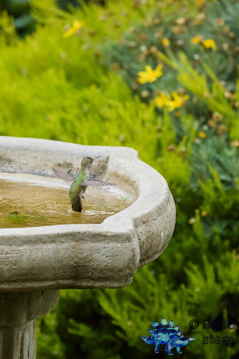 Allen’s Hummingbird