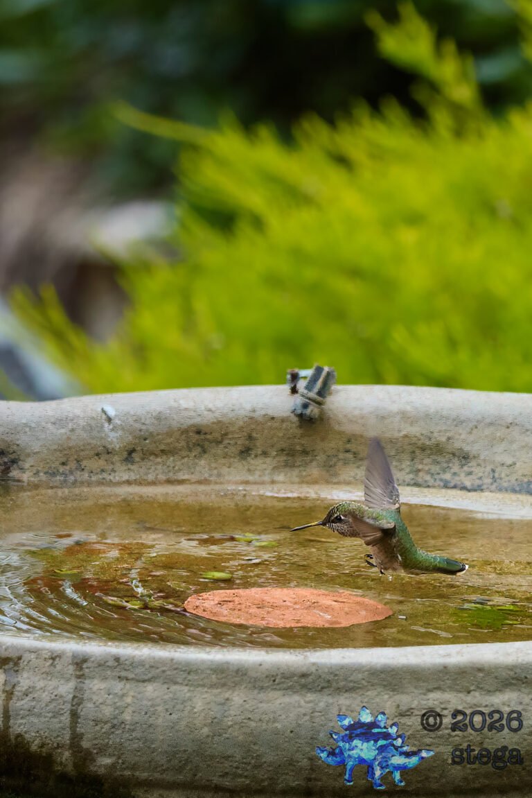 Allen’s Hummingbird