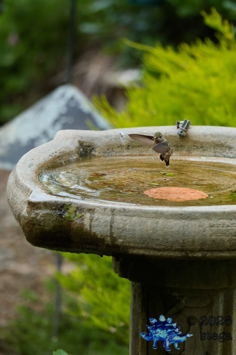 Allen’s Hummingbird