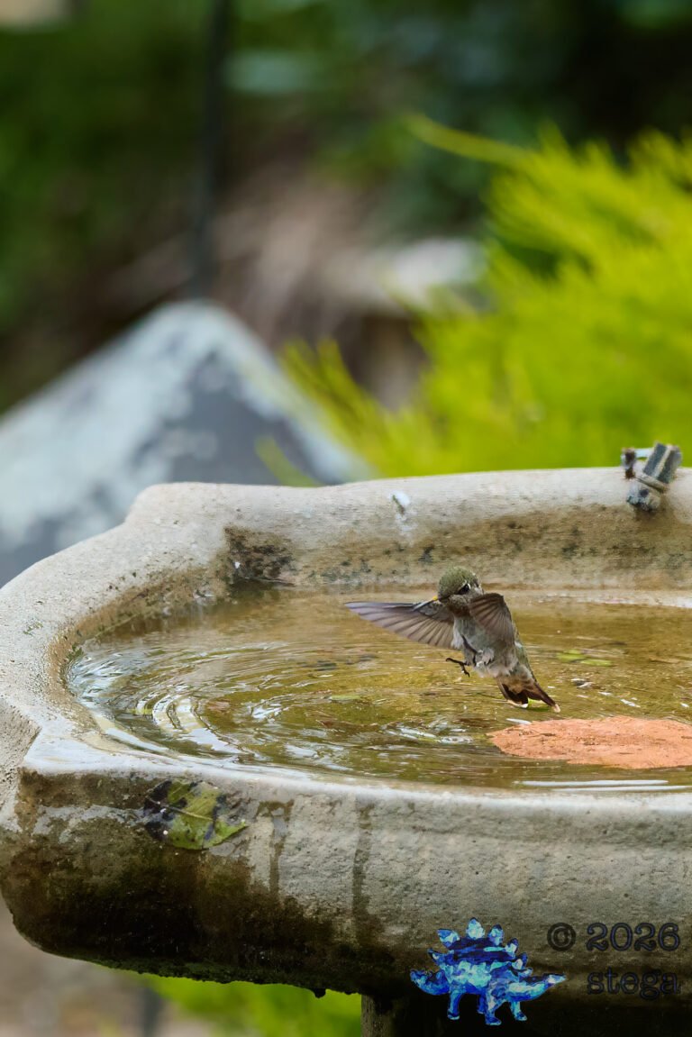 Allen’s Hummingbird