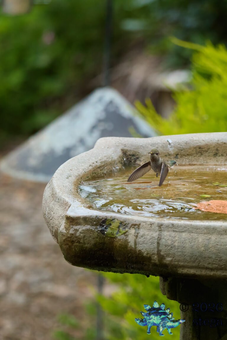 Allen’s Hummingbird