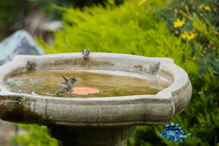 Allen’s Hummingbird