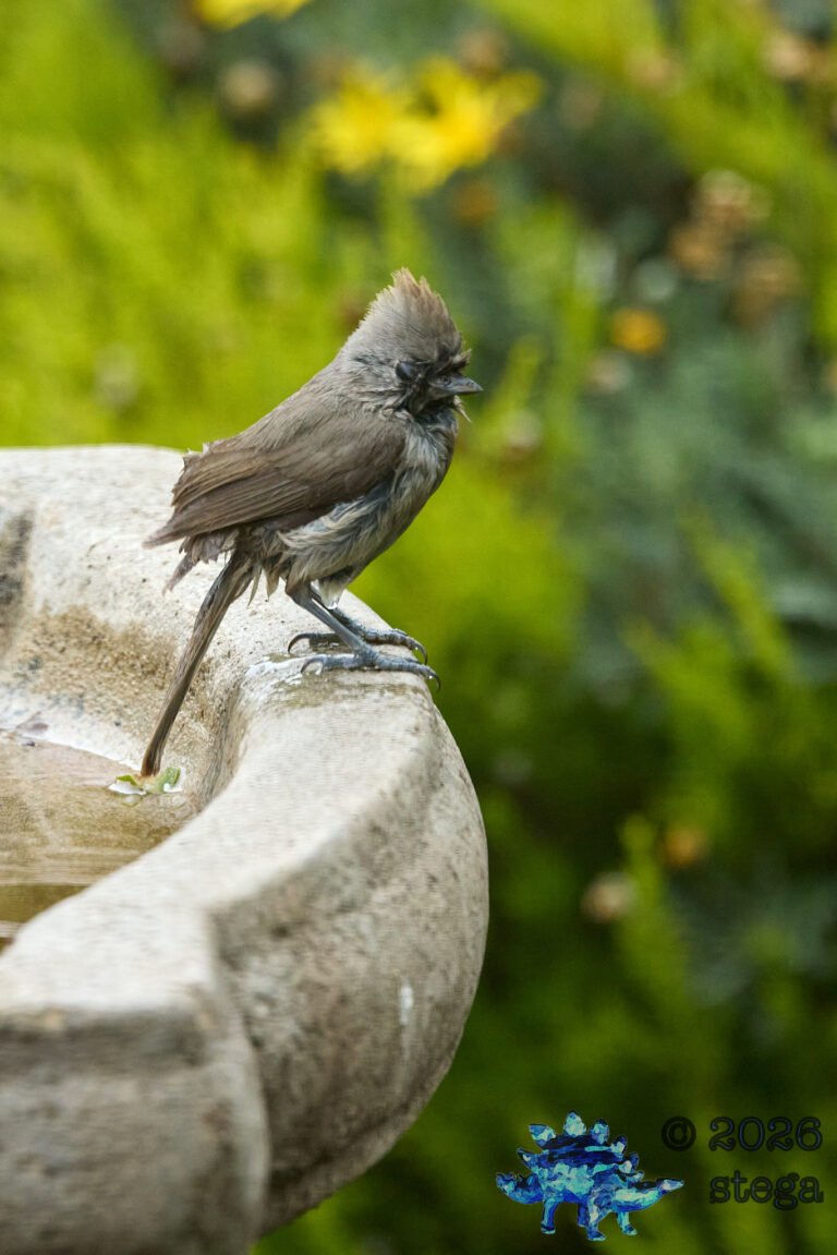 Oak Titmouse