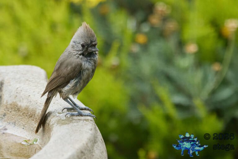 Oak Titmouse