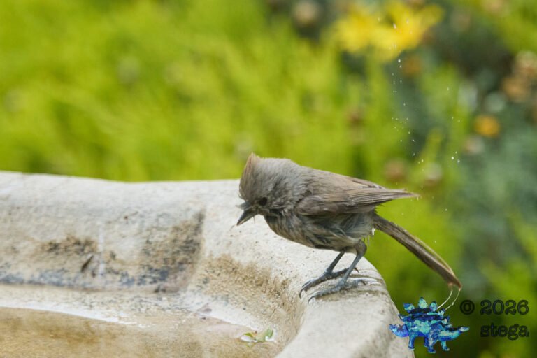 Oak Titmouse