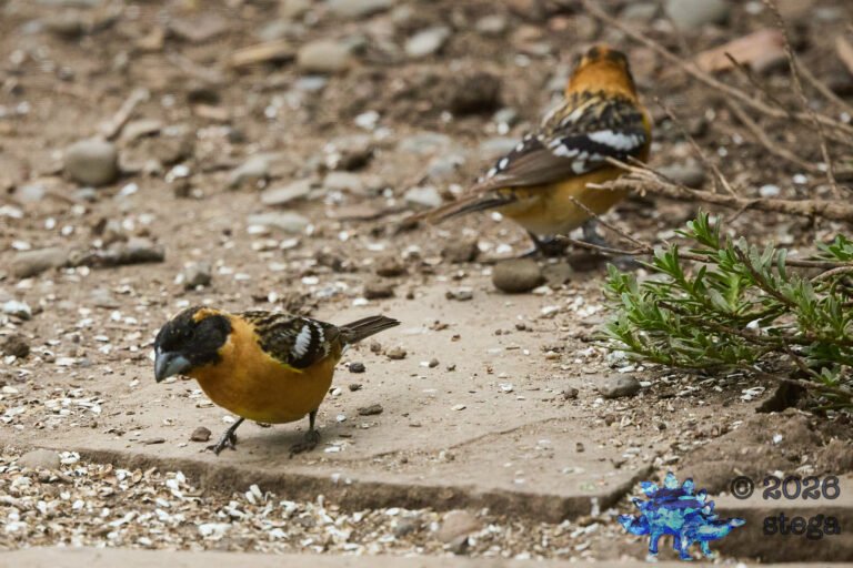Black-headed Grosbeak